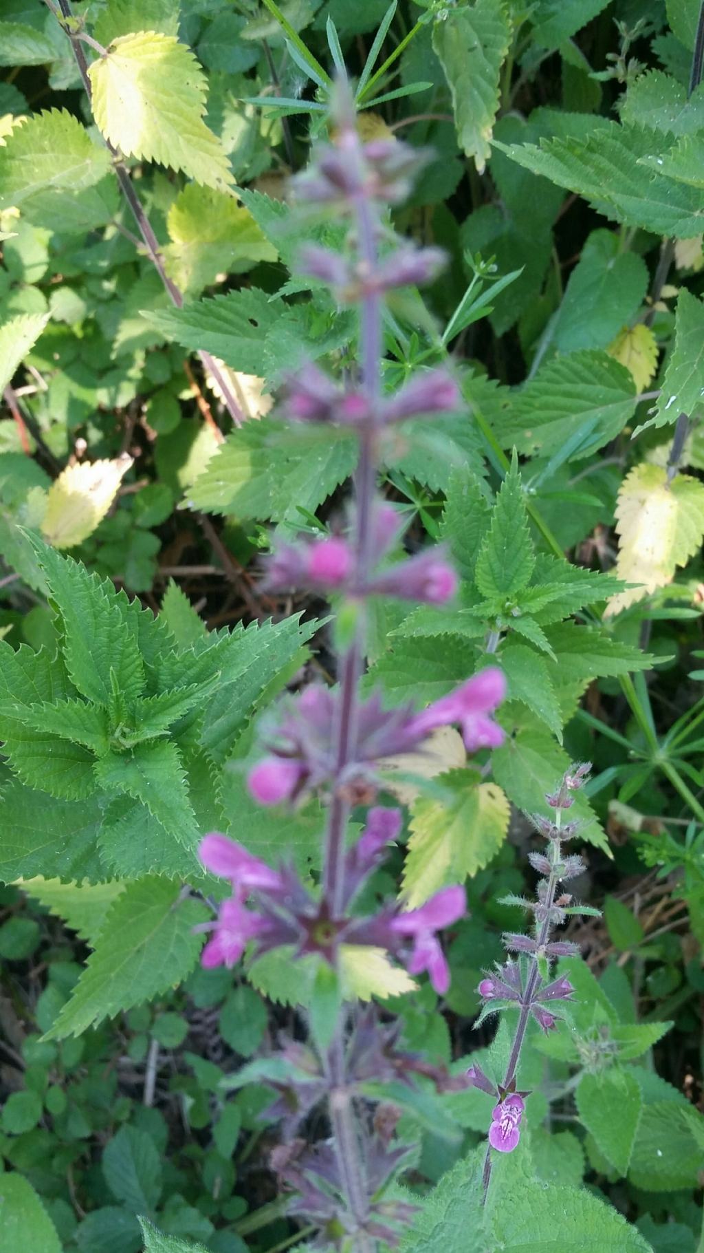 Stachys sylvatica (Lamiaceae)